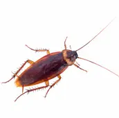 cockroach extermination services