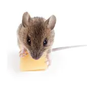 mice control services