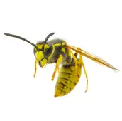 wasp removal services